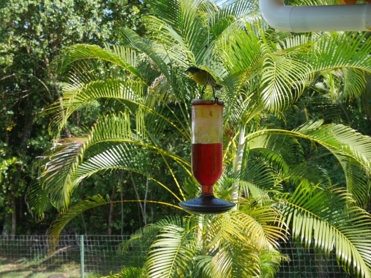 La Joupa case Anthurium Sainte-Rose Extérieur photo